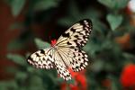 Butterfly, OECV04P07_02