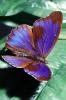Butterfly, OECV04P09_01