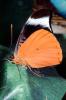 Butterfly, OECV04P09_11
