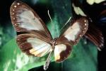 Butterfly, OECV04P09_16