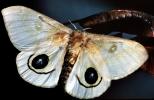 Butterfly, mimic Eyes, OECV04P10_12