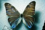 Butterfly, OECV04P12_18