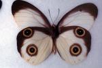 Butterfly, mimic Eyes, OECV04P14_03