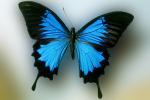Butterfly, OECV04P14_07