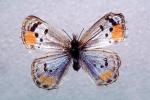 Butterfly, Wings, OECV04P14_08