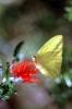 Butterfly, OECV04P15_09