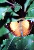 Butterfly, OECV04P15_11