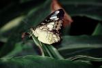Butterfly, OECV04P15_16