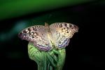 Butterfly, OECV04P15_18