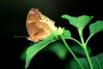 Butterfly, OECV05P01_02