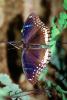 Butterfly, OECV05P01_05