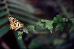 Butterfly, OECV05P01_08