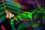 Butterfly, OECV05P01_08B