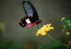 Butterfly, OECV05P01_16