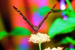 Butterfly, OECV05P02_02B