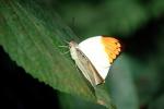 Butterfly, OECV05P02_03