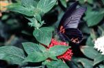 Butterfly, OECV05P02_06
