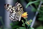 Butterfly, flower, OECV05P02_10