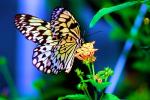 Butterfly, OECV05P02_10B