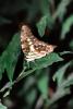 Butterfly, OECV05P02_11