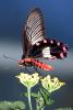 Butterfly, Wings, Flower, OECV05P02_13B