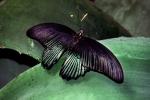 Butterfly, wings, OECV05P02_14