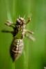 Austin Creek State Park, Dragonfly, Anisoptera, OEDV01P06_10.0891