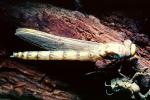 Fiore Lane, Occidental, Sonoma County, California, Dragonfly, Anisoptera, OEDV01P07_19