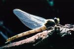 Sonoma County, Dragonfly, Anisoptera, OEDV01P08_08