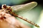 Fiore Lane, Occidental, Sonoma County, California, Dragonfly, Anisoptera, OEDV01P09_10