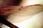 Fiore Lane, Occidental, Sonoma County, California, Dragonfly, Anisoptera, OEDV01P09_16