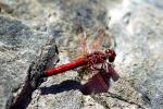 Dragonfly, Anisoptera, OEDV01P10_16