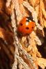 Ladybug, OEED01_018