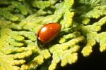 Ladybug, OEED01_020