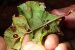 Ladybug, Apple Leaf, OEED01_023