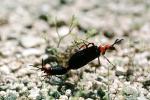 Blister Beetle, (Lytta magister), Meloidae, Meloinae, OEEV01P04_17