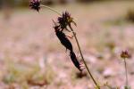 Blister Beetle, (Lytta magister), Meloidae, Meloinae, OEEV01P05_04.0892