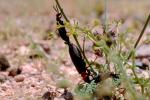 Blister Beetle, (Lytta magister), Meloidae, Meloinae, OEEV01P05_05.0892