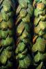 Green Wings scarab jewlery, OEEV01P08_10.3334