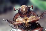 Dung Beetle, Scarab, OEEV01P09_18
