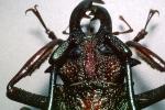 Long Horned Wood-boring Beetle, (Psalidognathus friendi), Polyphaga, Cerambycoidea, OEEV01P11_08