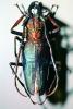 Long Horned Wood-boring Beetle, (Psalidognathus friendi), Polyphaga, Cerambycoidea, OEEV01P11_10