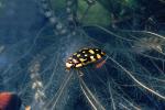 Yellow Spotted Water Diving Beetle, (Thermonectus marmoratus), Adephaga, Dytiscidae, bifocal, OEEV01P12_05