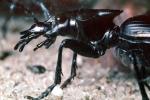 Anthia Beetle, OEEV01P12_10