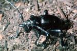 Cactus Longhorn Beetle, (Moneilema gigas), Cerambycidae, Lamiinae, OEEV01P12_17