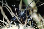 Cactus Longhorn Beetle, (Moneilema gigas), Cerambycidae, Lamiinae, OEEV01P13_10