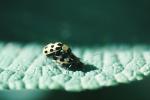 Spotted Cucumber Beetle, Close-up, OEEV01P14_10