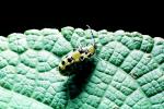 Spotted Cucumber Beetle, Close-up, OEEV01P14_12