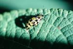 Spotted Cucumber Beetle, Close-up, OEEV01P14_13