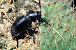 Cactus Longhorn Beetle, (Moneilema gigas), Cerambycidae, Lamiinae, OEEV01P14_16